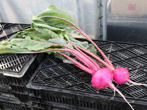 Brassica campestris var. glabra