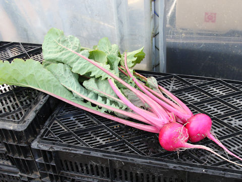 Brassica campestris var. glabra