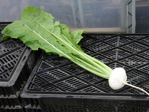 Brassica campestris var. glabra