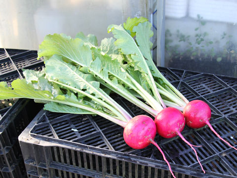 Brassica campestris var. glabra