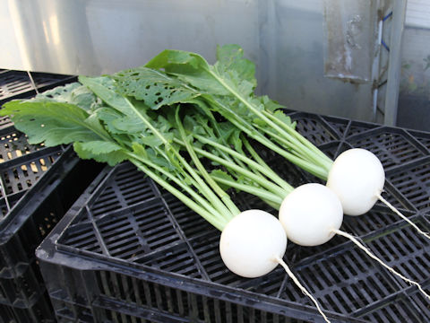 Brassica campestris var. glabra