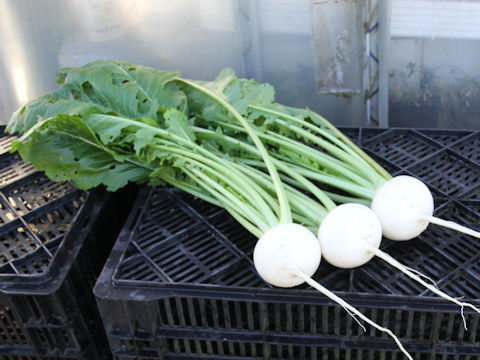 Brassica campestris var. glabra