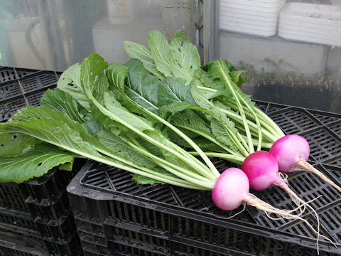 Brassica campestris var. glabra