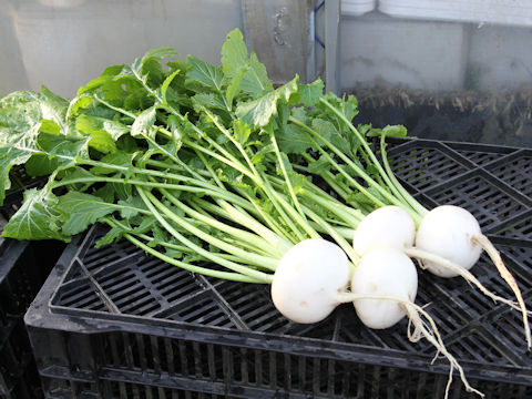 Brassica campestris var. glabra