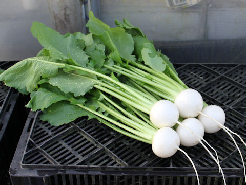 Brassica campestris var. glabra