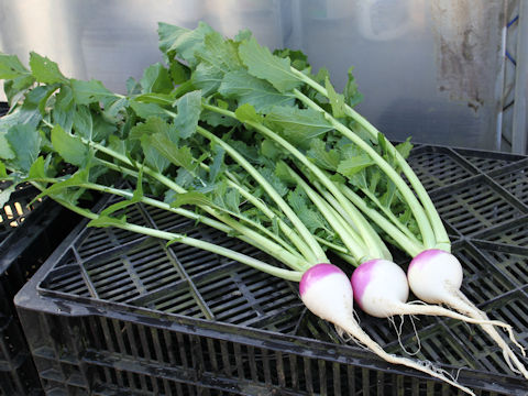 Brassica campestris var. glabra