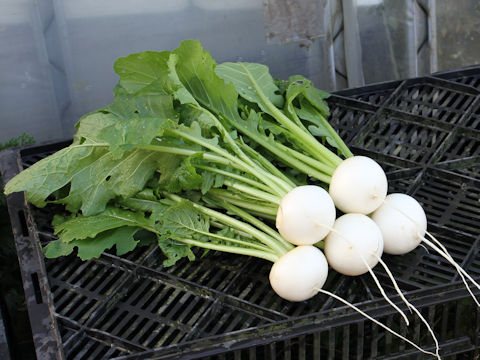 Brassica campestris var. glabra