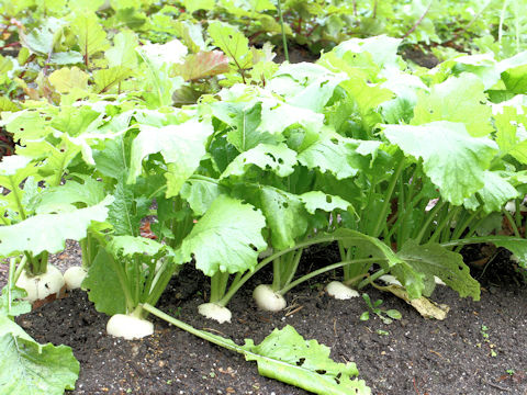 Brassica campestris var. glabra