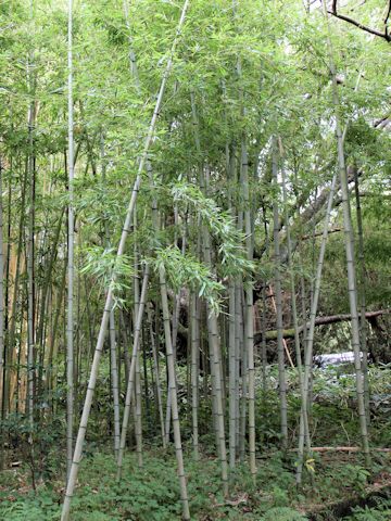 Phyllostachys nigra f. basinigra