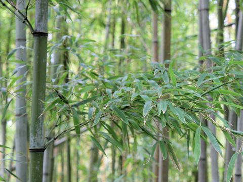 Phyllostachys nigra f. basinigra