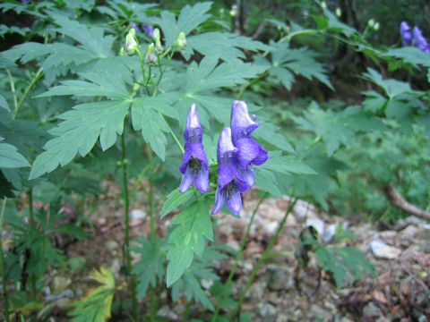 Aconitum grossedentatum