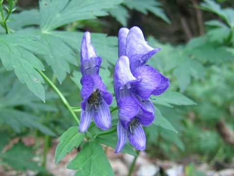 Aconitum grossedentatum