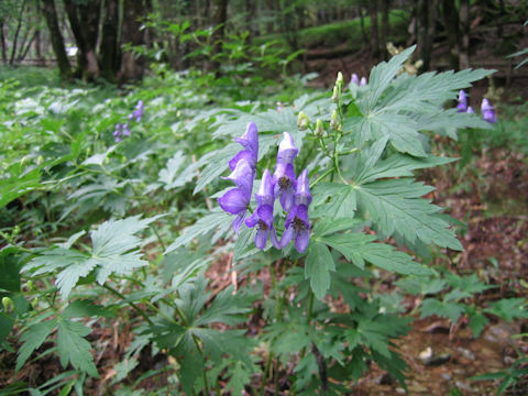 Aconitum grossedentatum