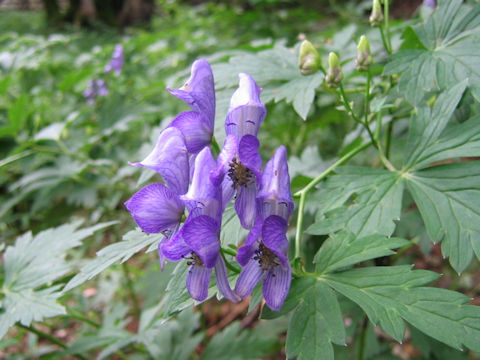 Aconitum grossedentatum