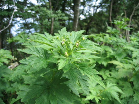 Aconitum grossedentatum