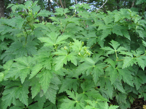 Aconitum grossedentatum