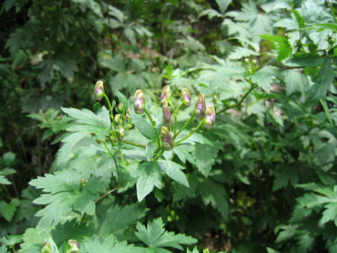 Aconitum grossedentatum