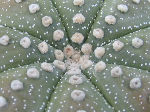 Astrophytum asterias