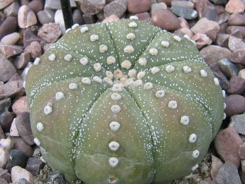 Astrophytum asterias