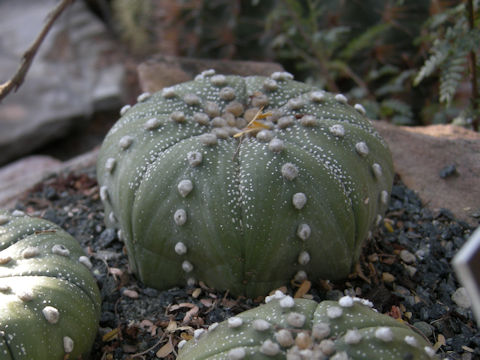 Astrophytum asterias