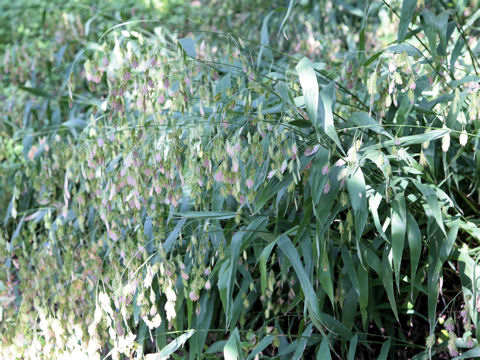 Bromus secalinus