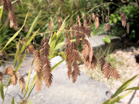 Bromus secalinus