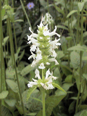 Stachys officinalis cv. Flore alba