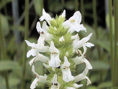 Stachys officinalis cv. Flore alba