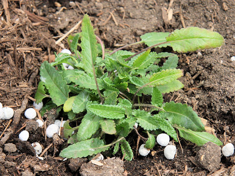 Stachys officinalis