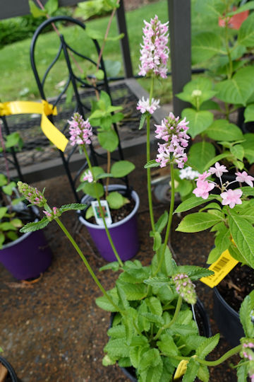 Stachys officinalis