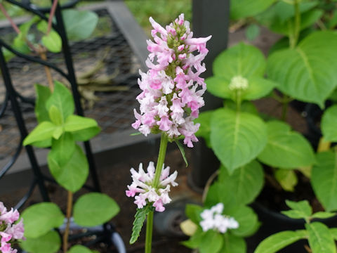 Stachys officinalis