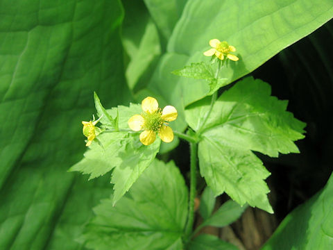 Geum macrophyllum var. sachalinense