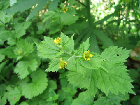 Geum macrophyllum var. sachalinense