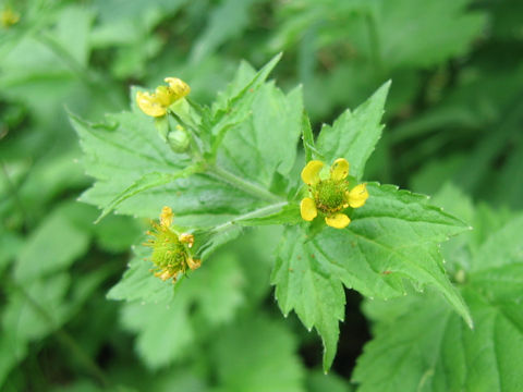 Geum macrophyllum var. sachalinense