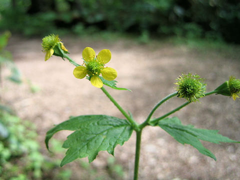 Geum macrophyllum var. sachalinense