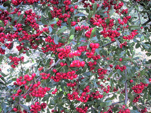 Pyracantha crenulata