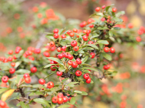 Pyracantha crenulata