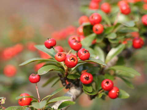 Pyracantha crenulata