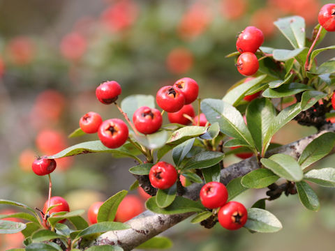 Pyracantha crenulata