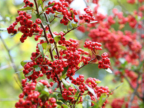 Pyracantha crenulata