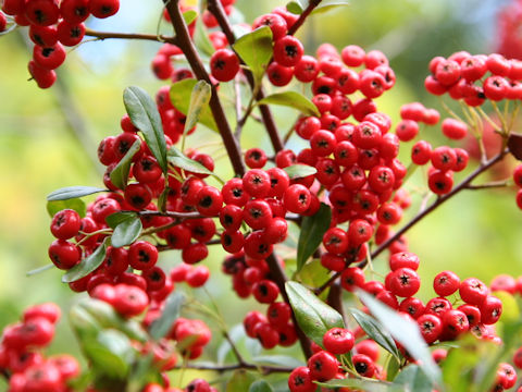 Pyracantha crenulata