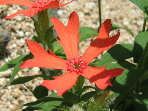 Lychnis sp.