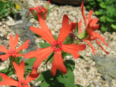 Lychnis sp.