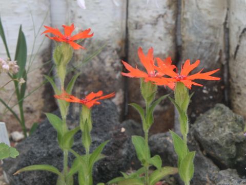 Lychnis sp.