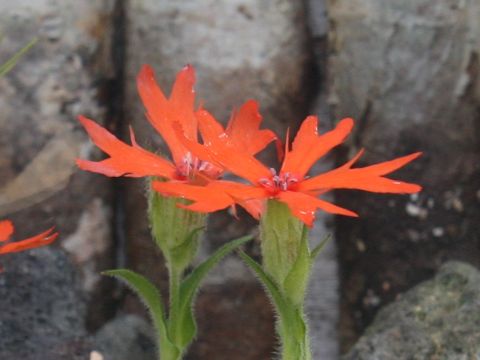 Lychnis sp.