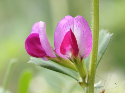 Vicia angustifolia