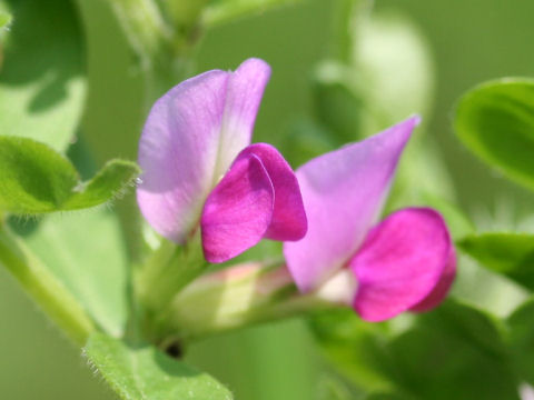 Vicia angustifolia