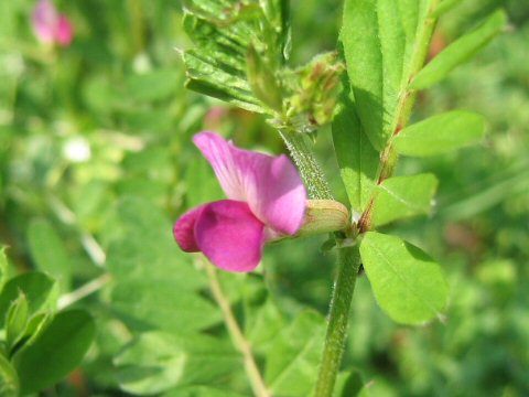 Vicia angustifolia