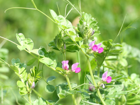 Vicia angustifolia