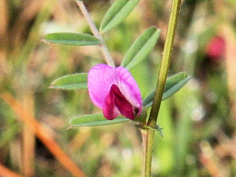 Vicia angustifolia